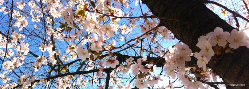 Auch du kannst erblühen - Haiku von Basho