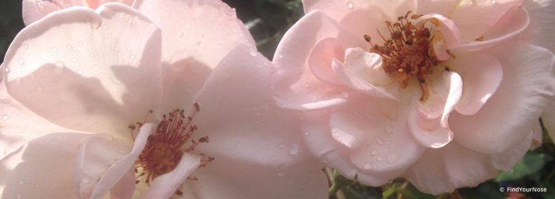 Menschliche Schwächen in der Liebe