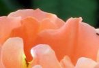 Deutsche Anleitung zur OSHO Mystic Rose Meditation