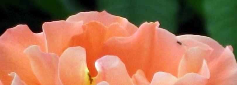 Deutsche Anleitung zur OSHO Mystic Rose Meditation