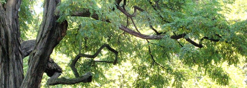 Empfinde mit einem Lebewesen - Meditation