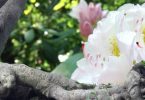 Therapie ist Vorbereitung zur Meditation
