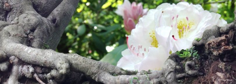 Therapie ist Vorbereitung zur Meditation