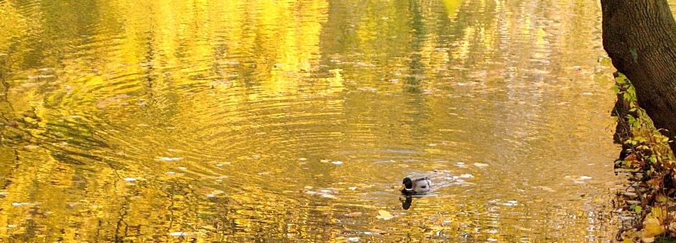 Beobachte schöne Dinge – so lernst du Meditieren