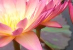 Ohne Angst sterben – wie eine Lotusblüte