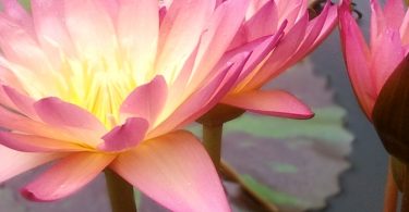 Ohne Angst sterben – wie eine Lotusblüte