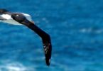Geschichte vom Wasservogel - Über wahre Bedürfnisse