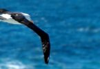 Geschichte vom Wasservogel - Über wahre Bedürfnisse