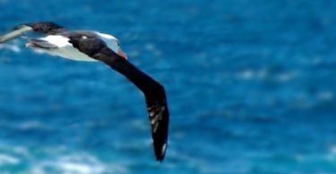 Geschichte vom Wasservogel - Über wahre Bedürfnisse