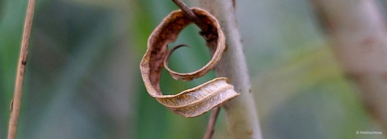 Bewusstheit - Bewusstsein: Was ist der Unterschied?