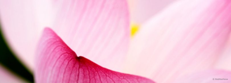 Teste deine Meditationserfahrung: Wie weit ist dein innerer Lotus erblüht?
