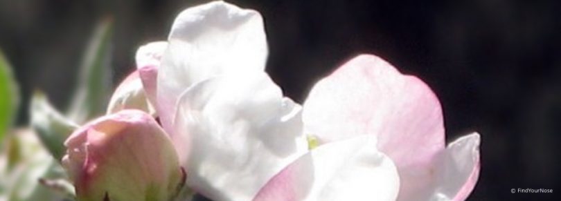 Ein Haiku von Basho - der Frühling wird kommen, auch für dich!