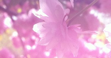 Ich liebe dich Schatz - Osho Zitat über die Liebe