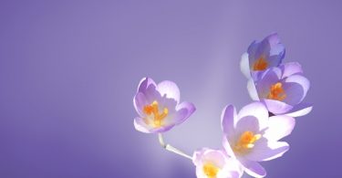 Über die 5 Körper des Menschen und deren Heilung - Osho Zitat