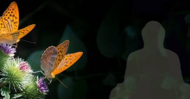 Meditative Liebe: das Bewusstsein des Partners wahrnehmen