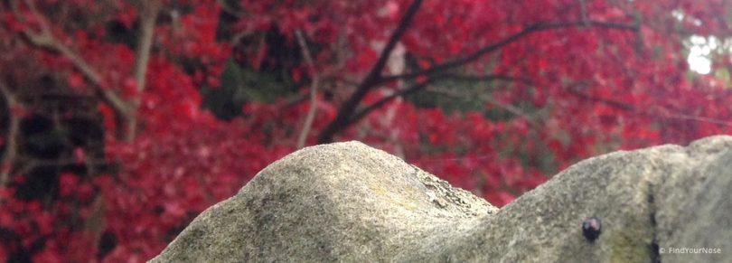 Bleibe bei den Tatsachen - eine tantrische Meditation