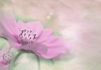 Beziehe alles mit ein – tantrische Meditation für den fühlenden Typ Mensch