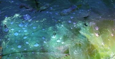 Traurigkeit in der Meditation ist eine Übergangsphase