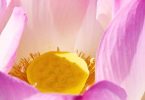 Meditation für herzorientierte Menschen - Der Lotus im Herzen