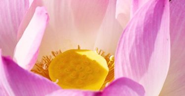 Meditation für herzorientierte Menschen - Der Lotus im Herzen