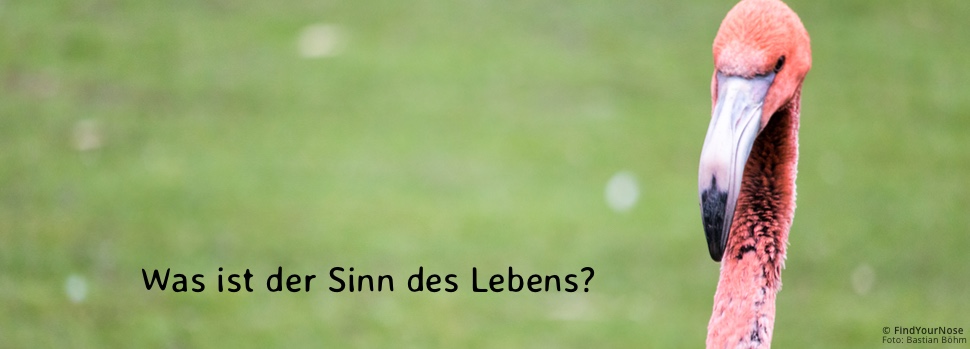 Was ist der Sinn des Lebens? Das Leben ist ohne Sinn und Zweck