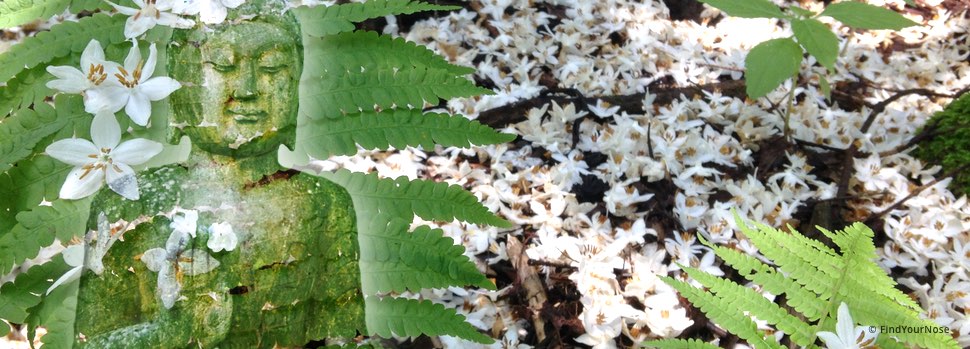 Anleitung zur OSHO Devavani Meditation auf Deutsch