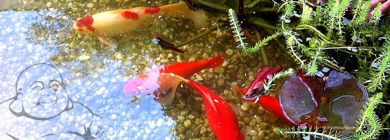 Wir schwimmen in Göttlichkeit - Geschichte von Osho