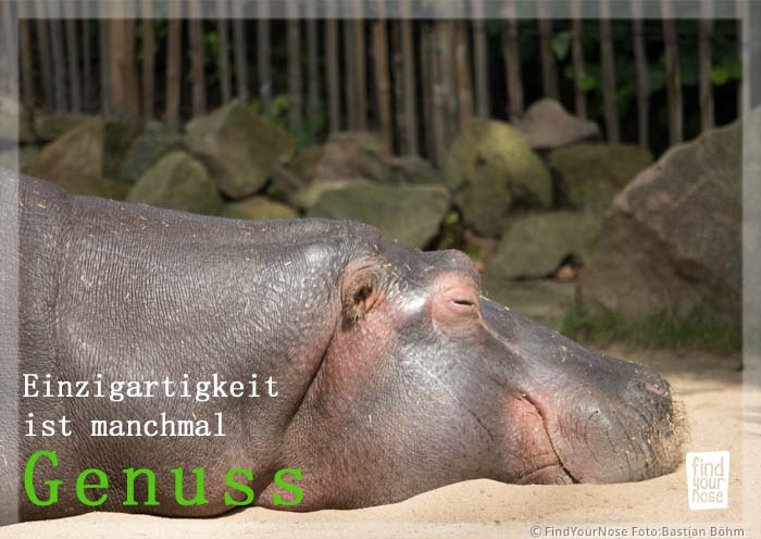 Einzigartigkeit ist manchmal ein Genuss