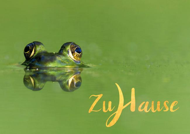 Meditative Grußkarte / Postkarte 'Zuhause, im Leben' – Frosch