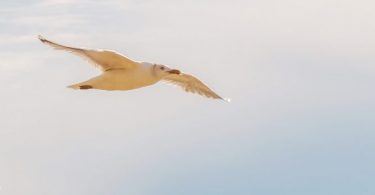 'Freiheit von etwas' ist nur die halbe Freiheit
