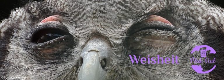 Wochenmeditation Weisheit