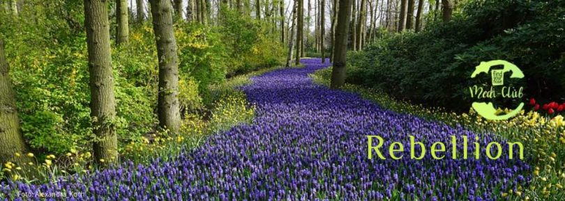 Wochenmeditation Rebellion: Folge deinem Herzen