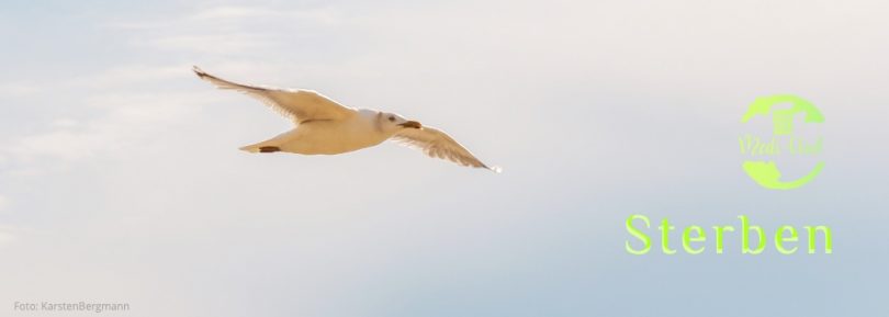 Wochenmeditation Sterben