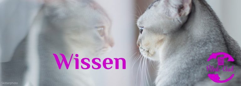 Wochenmeditation Wissen