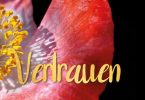 Wochenmeditation Vertrauen