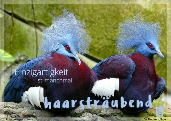 Einzigartigkeit ist manchmal haarsträubend