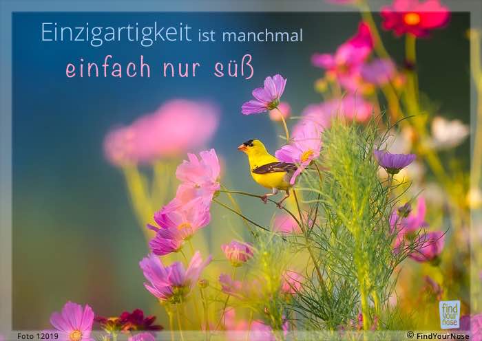 Einzigartigkeit ist manchmal einfach nur süß