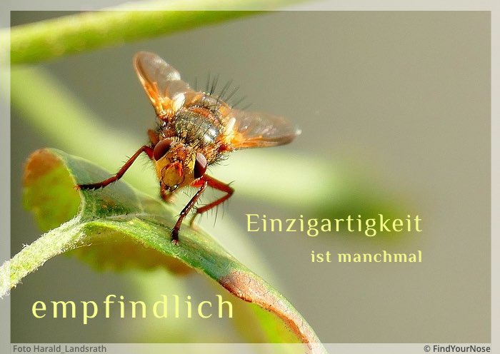 Einzigartigkeit ist manchmal empfindlich