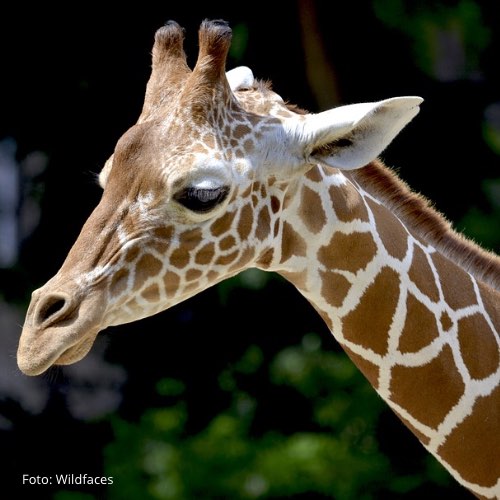 Du bist ein Meisterstück