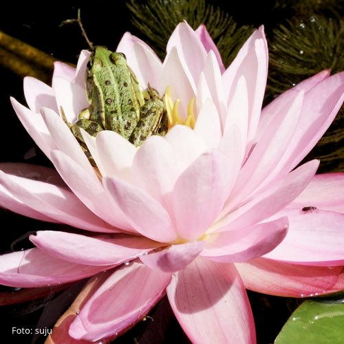 Du bist ein Meisterstück