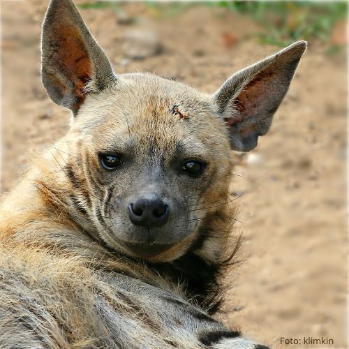 Du bist ein Meisterstück
