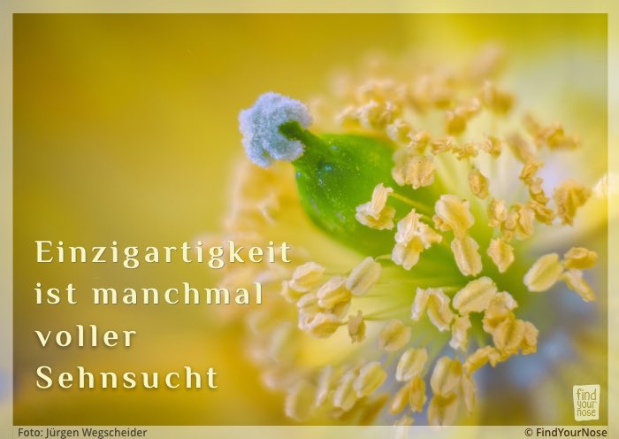 Einzigartigkeit ist manchmal voller Sehnsucht