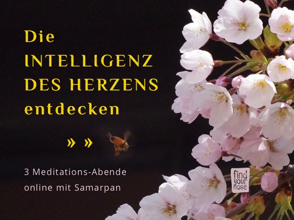 Die Intelligenz des Herzens – 3 Online Meditationsabende mit live Videoanleitungen