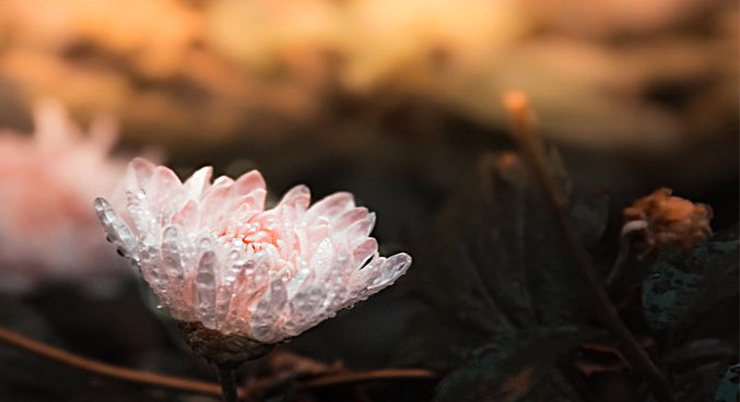 Weihnachtsretreat Online Meditationstage 'Zur inneren Ruhe finden'