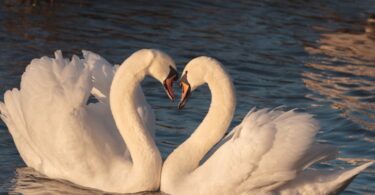 Ehe ist eine geistige Angelegenheit, keine körperliche - Osho Zitat Liebe