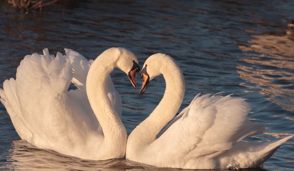 Ehe ist eine geistige Angelegenheit, keine körperliche