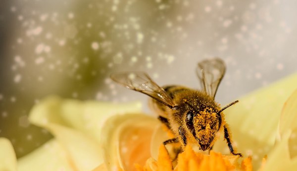 Geführte Meditation: Lerne deine wahre Natur kennen