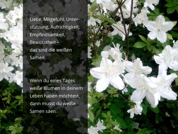 Wochenmeditation Selbstliebe