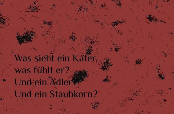 Koan Käfer