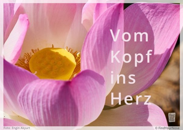 Bildzitat vom Kopf ins Herz